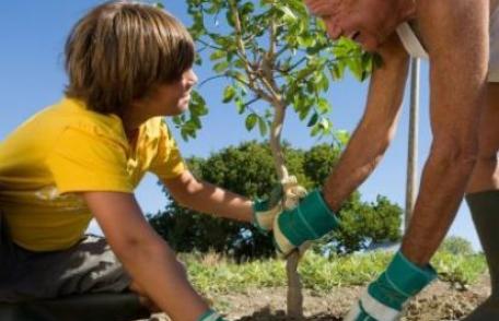 Reguli importante despre cum plantezi un pom fructifer ca la carte