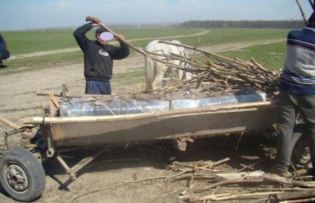 Mii de pachete de ţigări de contrabandă ascunse în căruţă, sub vreascuri - FOTO