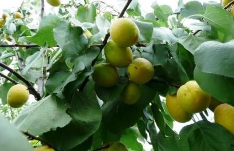 Caz incredibil ! Un bătrân a pus curent electric pe gard pentru a-şi proteja zarzărele. Un copil s-a electrocutat