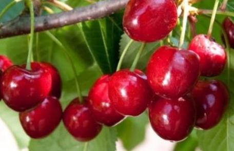 Câteva motive ca să faci o cură cu cireșe