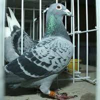 Muzeul de Stiinte ale Naturii Dorohoi organizeaza expozitie de porumbei 