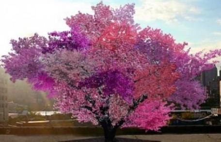 Cum arată copacul care face 40 de soiuri diferite de fructe?