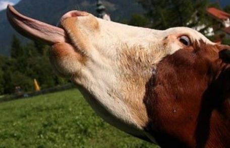 Autorităţile sunt în alertă. Boala limbii albastre a ajuns în România