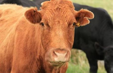 Focar de boala limbii albastre a fost confirmat în judeţul Suceava