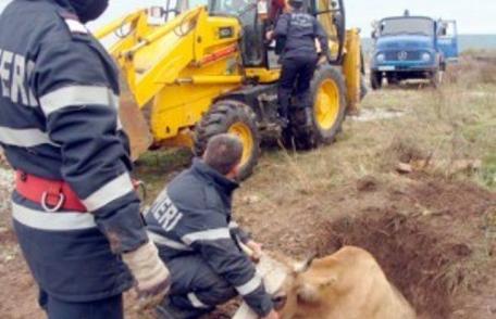 Bovină căzută în râul Jijia, salvată de pompieri