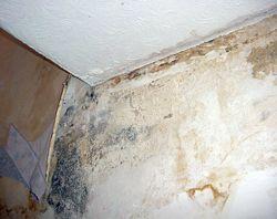 Tratarea unui perete infestat cu mucegai