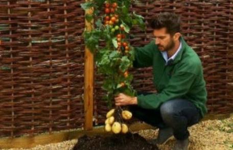 Planta 100% naturală care produce roşii şi cartofi pe acelaşi fir