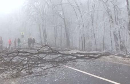 Fenomen straniu la Iaşi. O pădure a fost distrusă de ploaia îngheţată