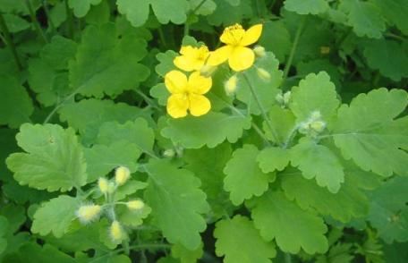 Cum scapi de negi - Tratamente naturiste