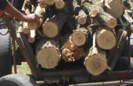 Prinși de polițiști în flagrant, în timp ce încercau să sustragă mai mulţi arbori tăiaţi ilegal