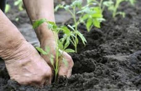 Anunț lansare apel de selecție nr. 9 pentru Măsura 411.42 „Înființarea grupurilor de producători”
