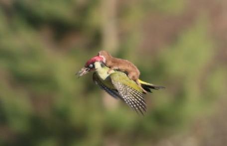 Fotografie sută la sută reală. De ce căra ciocănitoarea o nevăstuică?