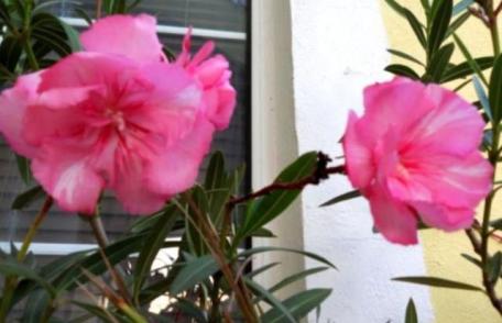 Atenţie la plantele ornamentale din locuinţă! TOP 3 flori periculoase care te pot ucide