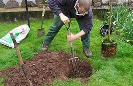 Câteva sfaturi pentru plantarea unui pom fructifer