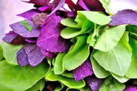 Loboda, concentrat de sanatate