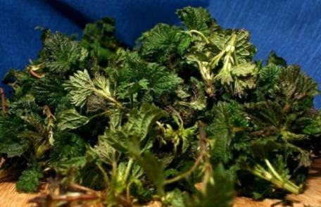 Urzicile: Cum să le cureți și ce poți face dacă te-ai înțepat cu ele