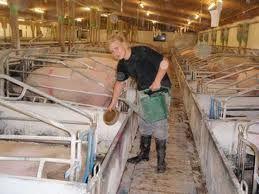 Oferta angajatorilor din Danemarca pentru 25 stagiari 