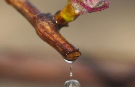 Lacrimile viţei-de-vie de scapă de 100 de boli. Cum trebuie păstrate