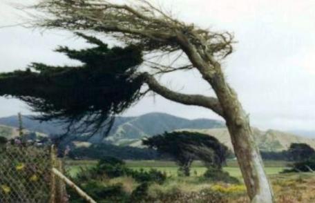  Avertizare ANM: Cod Galben de vânt pentru Judeţul Botoşani