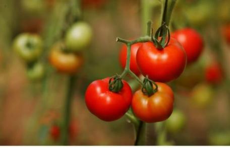 Cum alegi roşii sănătoase. Atenție la aspectul lor!