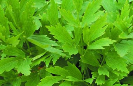 Leușteanul - remediu eficient pentru o multitudine de boli. Cum trebuie să îl consumați