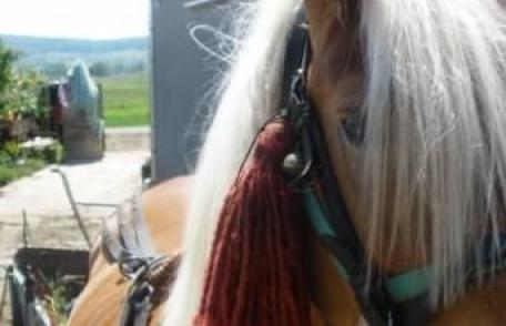 Autor de furt identificat la Leorda