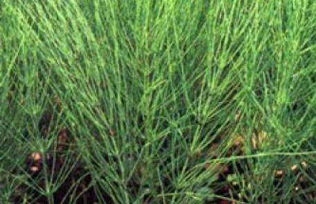 Coada-calului – beneficii pentru sanatatea dumneavoastra 