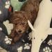 Vând cățeluș Cavapoo în vârstă de 2 luni