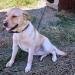 Labrador găsit în zona Dealu Mare