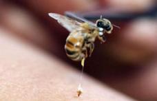 Ce trebuie să faci dacă te înțeapă o albină sau o viespe