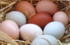 Iată câteva lucruri pe care nu le știai despre ouă
