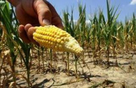 Fermierii afectaţi de secetă ar putea fi despăgubiţi cel mai probabil printr-o schemă de ajutor de stat