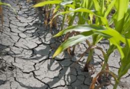 Ponta: Guvernul va acorda despăgubiri pentru terenurile afectate de secetă