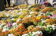 Sancţiuni în valoare totală de 30.000 lei aplicate comercianților de flori din Botoșani