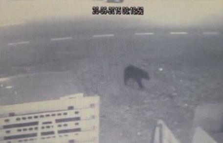 Ursul care a îngrozit oraşul Suceava, surprins din nou de camerele de supraveghere - VIDEO