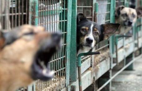  Haită de câini capturată de hingheri în urma unui apel la 112