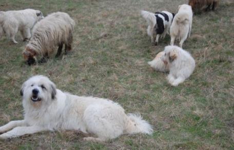 Ministrul Agriculturii a anunţat ciobanii câţi câini pot avea la stână