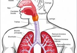 Metode naturale de curățare a sistemului respirator