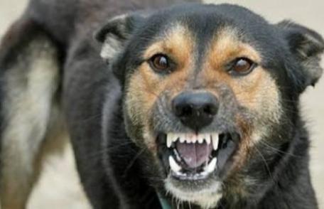 Intervenţii ale jandarmilor la apeluri 112 privind câinii agresivi