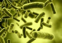 Cum te poți infecta cu bacteria E.Coli. Lista produselor de care să te ferești