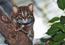APM Botoşani: Evaluarea anuală a speciei de pisică sălbatică