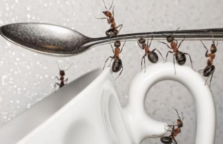 Cum să scapi de furnicile din casă cu suc de fructe