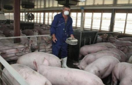 Un judeţ din România este în alertă din cauza gripei porcine africane. „Virusul ar putea evolua oriunde”