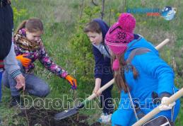Sute de tineri au participat la campania de plantare de pomi „Te iubesc Dorohoi!” - FOTO