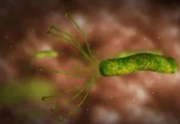 Leguma care omoară bacteria helicobacter pilori, cea care cauzează ulcerul