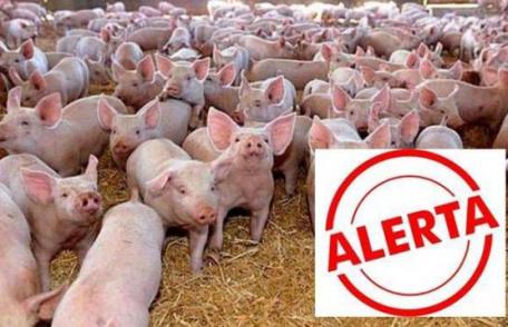 Alertă maximă în tot judeţul Botoșani din cauza pestei porcine africane