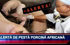 Primăria Dorohoi atenționează – ALERTĂ pestă porcină africană, risc pentru municipiul Dorohoi