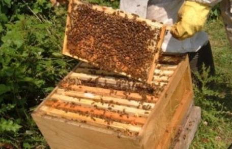 Apicultorii falsifică mierea punând zahăr în stup. Ce măsuri ia ministrul Agriculturii