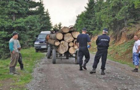 Vrei să reclami un transport ilegal de lemne? A fost lansată aplicația „Inspectorul Pădurii” pentru utilizatorii de smartphone