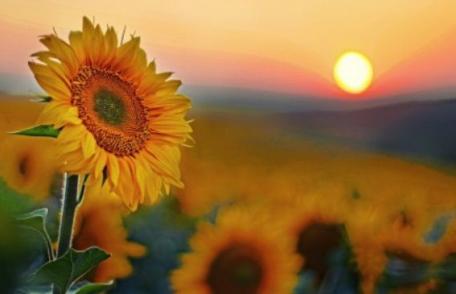 De ce floarea-soarelui se roteşte după Soare. Explicația neştiută până acum